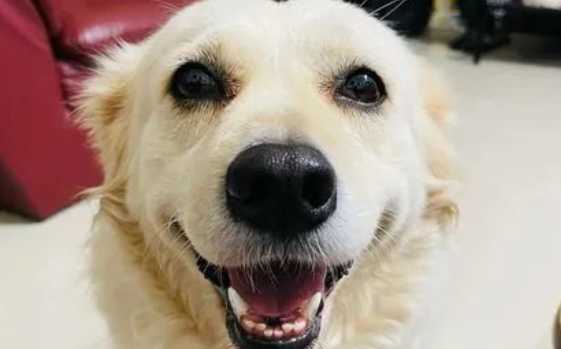 狗狗被独自留下满脸哀怨,主人回来后笑到眼睛都没了,萌化了~