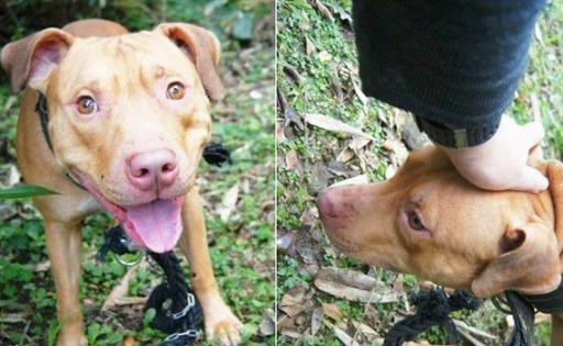 基隆比特犬安置收容所 动保员接触发现非常亲人 基隆比特犬安置收容所 动保员接触发现非常亲人