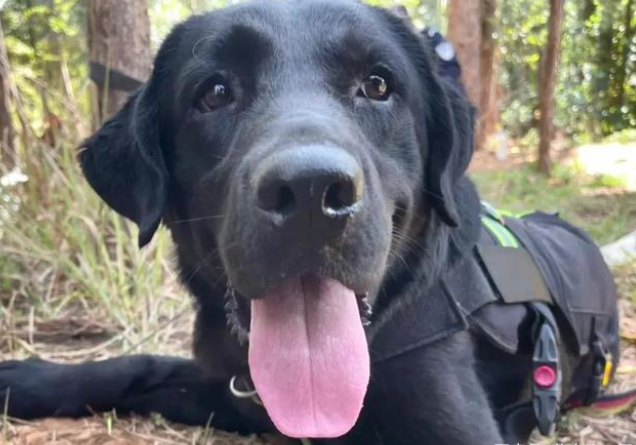 警犬执勤时偷吃百香果，训导员却大加赞赏：好样的！