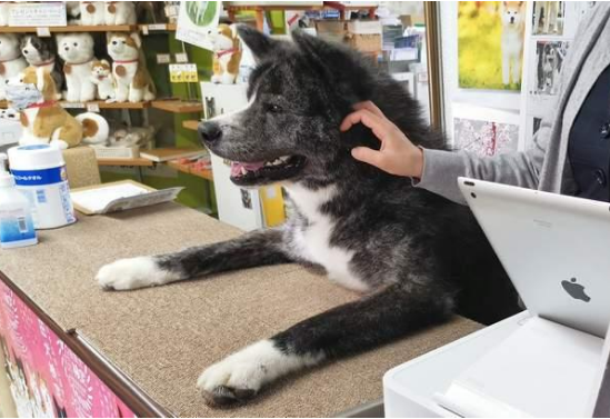 秋田犬陪主人上班总爱撒娇,近80斤却还觉得自己是个宝宝 秋田犬陪主人上班总爱撒娇,近80斤却还觉得自己是个宝宝