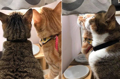橘猫只要听到关键字吃饭 就会兴奋地凑上前讨食 橘猫只要听到关键字吃饭 就会兴奋地凑上前讨食