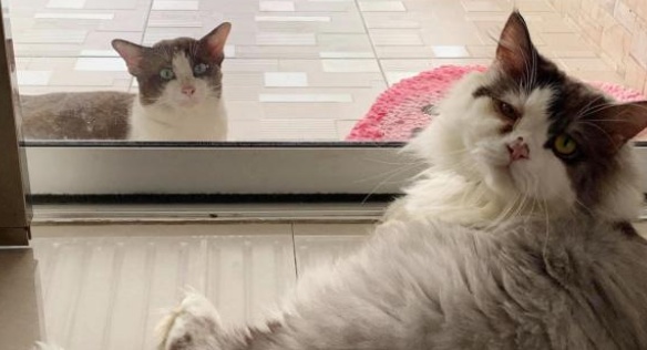 一年前喂过的小公猫,竟拖家带口找上门:喂过我就要负责! 一年前喂过的小公猫,竟拖家带口找上门:喂过我就要负责!