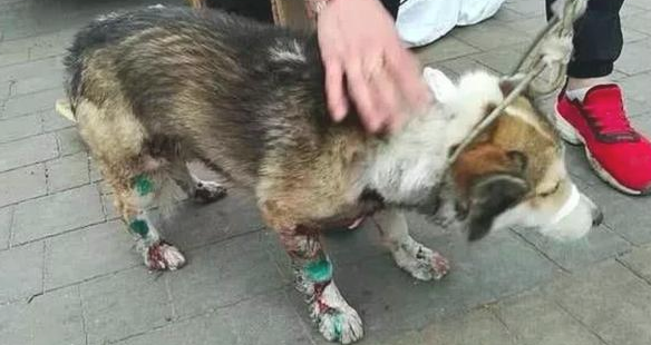 狗狗因误咬了人，就被拴在汽车后拖行数公里，停住时已血肉模糊了