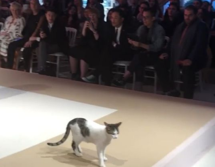 土耳其时尚秀出现未受邀猫咪嘉宾 超专业走台步