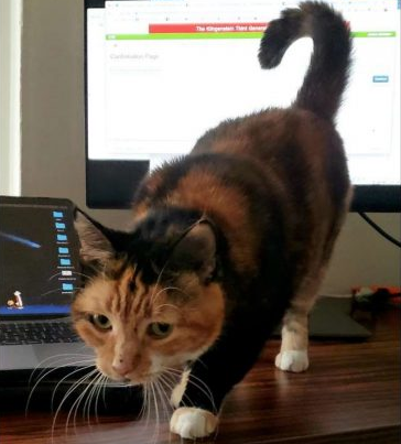 猫皇对萤幕蜜汁迷恋 意外按下送出键零猫奴超恐慌