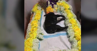 心痛!法斗学游泳溺亡 主人在一边却不施以援手 心痛!法斗学游泳溺亡 主人在一边却不施以援手
