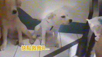 狗子被质疑谁咬烂信,凶犯汪后腿狂踹邻居汪:你快承认啊! 狗子被质疑谁咬烂信,凶犯汪后腿狂踹邻居汪:你快承认啊!