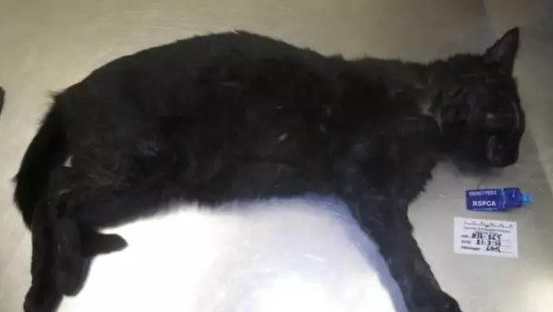恐怖虐猫事件！女子报警声称自家猫咪中毒了