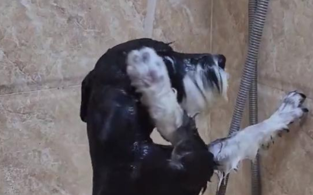 四川一狗子“成精了”，趁着主人拿沐浴露，竟然自己把澡给洗了