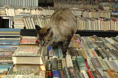 猫在图书馆呆了6年 现遭被驱逐的命运 猫在图书馆呆了6年 现遭被驱逐的命运