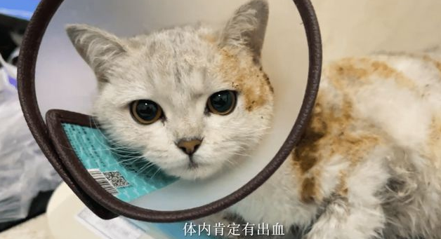 路边遇到一只被虐待遗弃的猫,女孩做了这件事,全网都看哭了! 路边遇到一只被虐待遗弃的猫,女孩做了这件事,全网都看哭了!