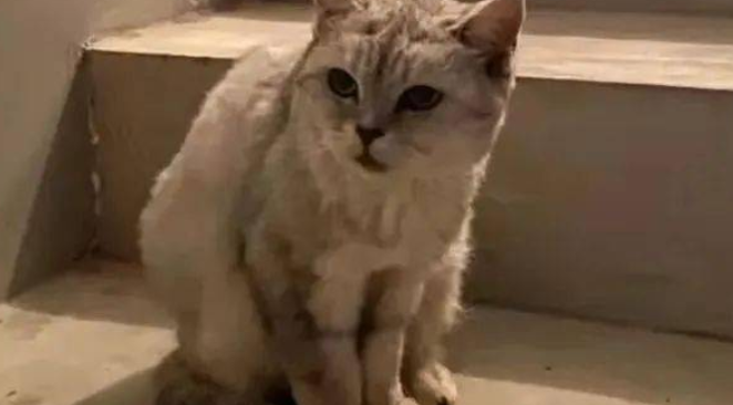 崇明李女士家价值万元的猫不见了…… 崇明李女士家价值万元的猫不见了……