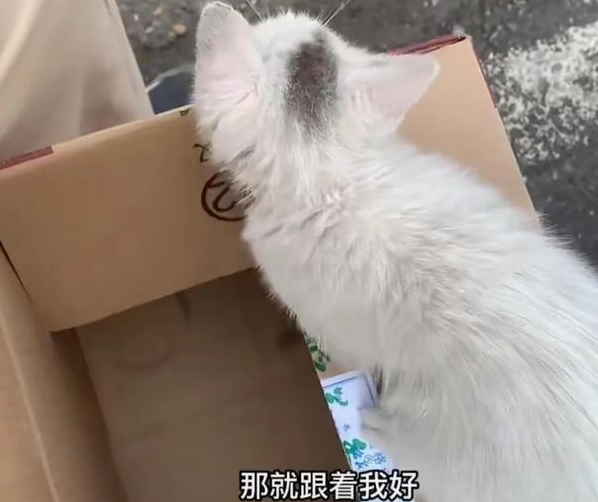 仓鼠店老板被迫养猫，直呼“我是卖仓许的啊！”