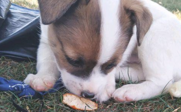 女生一时情绪很大领回家里只流浪犬，殊不知带回家不上二天就想送人