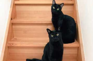 黑猫不上相？ 日本黑猫超大澄澈双眼怎么拍都好看