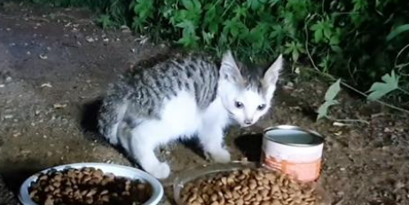 孝顺的小流浪猫,主动把食物让给猫妈妈,还带着猫爸爸找上门 孝顺的小流浪猫,主动把食物让给猫妈妈,还带着猫爸爸找上门