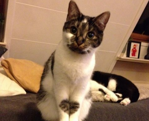 爱猫养的了一年多 才发现可爱的爱心图案 爱猫养的了一年多 才发现可爱的爱心图案