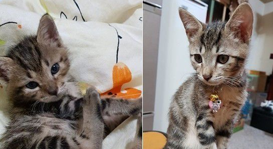 虎斑猫整只爬到爸爸头上 塞乃理毛景象超可爱