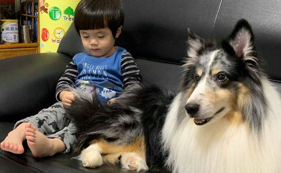 暖汪发现弟弟被罚站 便情义相挺地进去陪伴