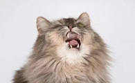 猫不停地打喷嚏怎么了
