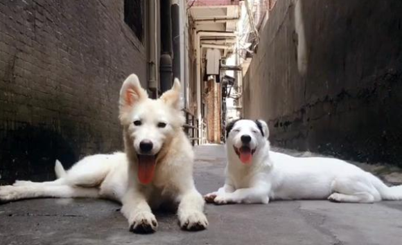 爱犬意外走失，主人天天寻找，23天后竟在狗肉馆发现了它