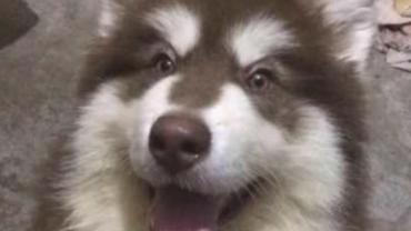 女孩骗父母说这狗长不大,大半年后,才了解它是巨型阿拉斯加犬 女孩骗父母说这狗长不大,大半年后,才了解它是巨型阿拉斯加犬
