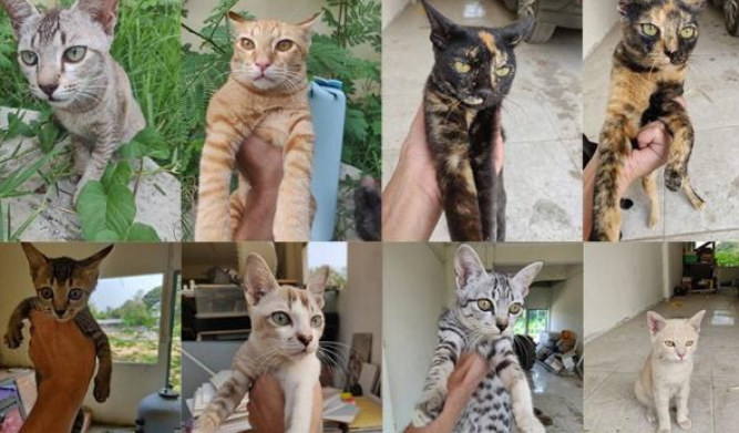 12只猫摊上不负责主人,被遗弃烂尾楼,主人被拆穿后疯狂打脸 12只猫摊上不负责主人,被遗弃烂尾楼,主人被拆穿后疯狂打脸