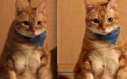 多肉橘猫练出胸肌 筋肉炸裂竟只是毛发引起