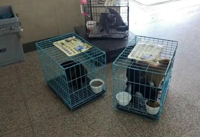 宠物托运三证怎么办理