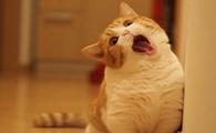 小猫被踩到肚子拉屎