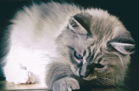 打完猫三联抗体检测有必要吗