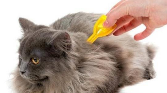 猫有跳蚤如何处理比较好