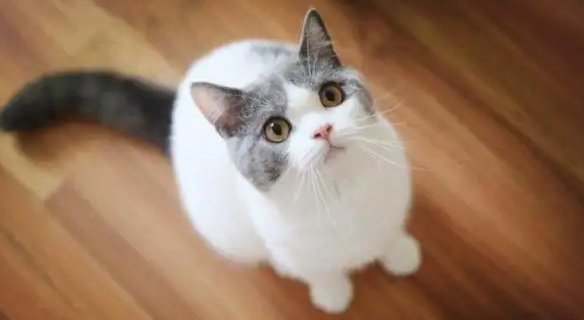 8个月小猫怀孕怎么办