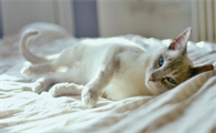 猫跳蚤怎么彻底消灭,怎么去除跳蚤