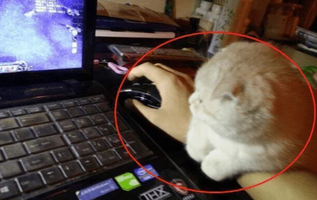 网友被猫咪打扰，游戏频频失误遭到队友嫌弃：你还是先陪猫吧！