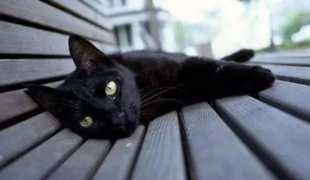 玄猫和孟买猫怎么区分 宠物网问答