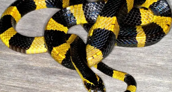 金环蛇的功效与作用有哪些?感兴趣的了解一下!