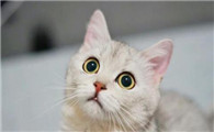 猫鼻支都有哪些症状