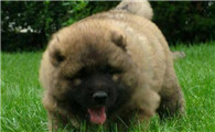 高加索犬适合什么人养