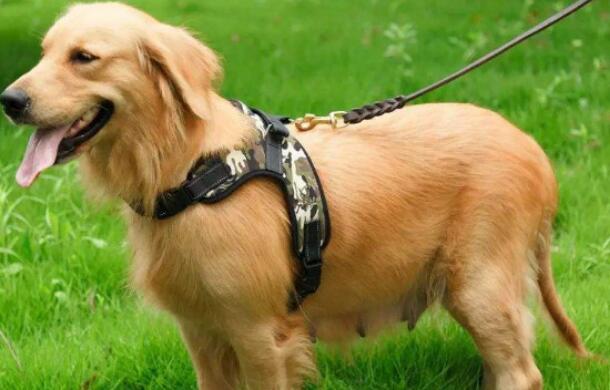 母犬绝育需要多长时间恢复 母犬绝育需要多长时间恢复