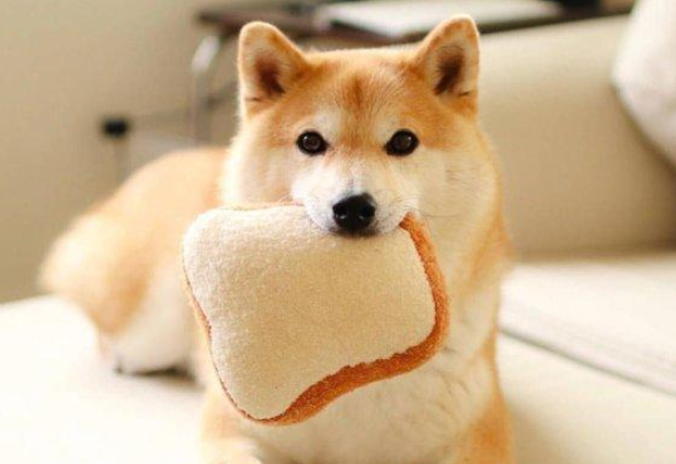 柴犬咬主人还能养吗