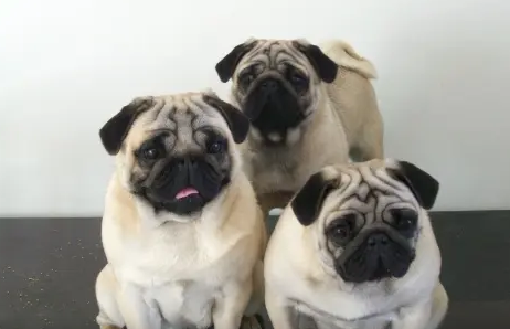 巴哥犬什么颜色最贵