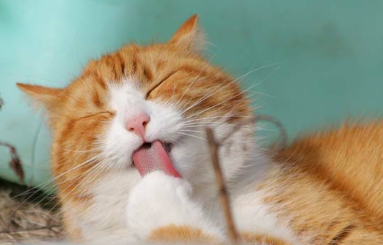 猫被坐到了会伤到内脏么吗
