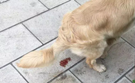 狗狗拉稀便血吃什么药好得快