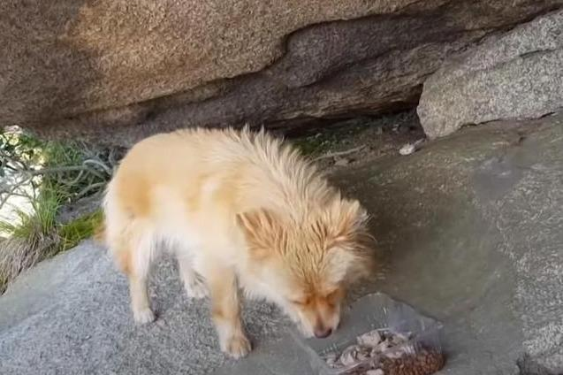 山顶住着一只流浪狗，两年来不肯下山，主人没安好心，它却很忠诚
