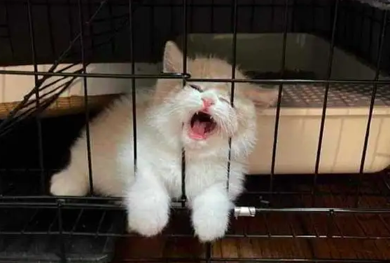 猫咪不愿意在笼子里一直叫怎么办 猫咪不愿意在笼子里一直叫怎么办