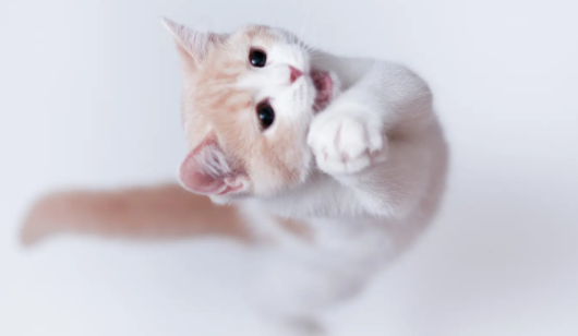 大猫涨奶没有小猫吃怎么办