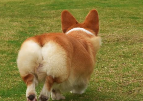 柯基犬如何训练大小便