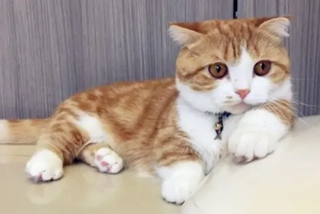 猫呕吐是什么原因引起,应服那种地药