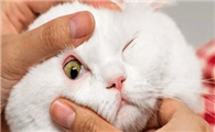 猫眼球边上红血丝怎么治疗